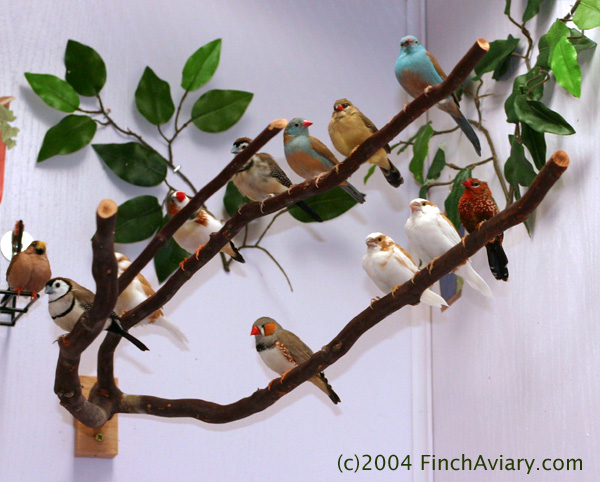 Finch Aviary