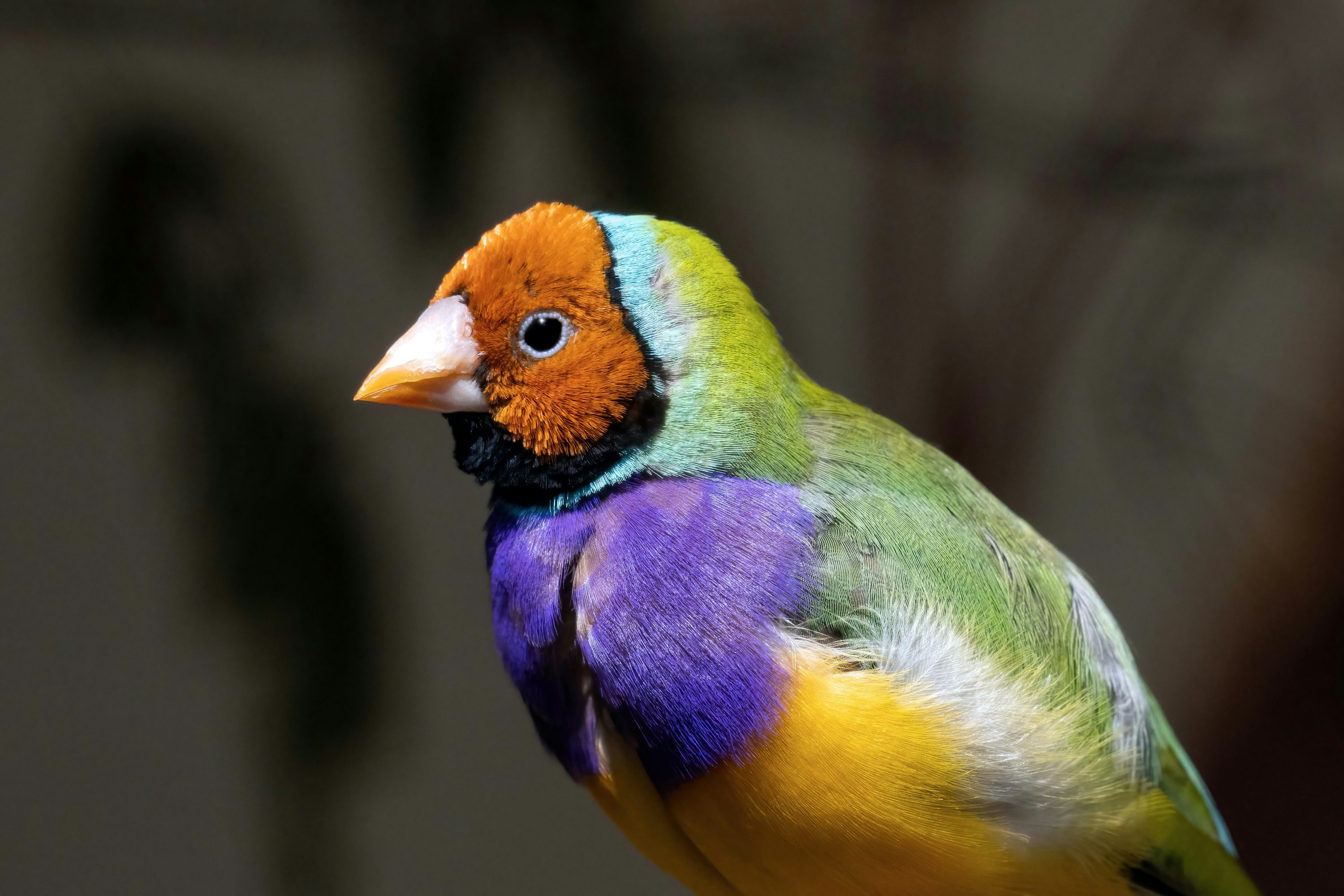 Gouldian Finch Close-up