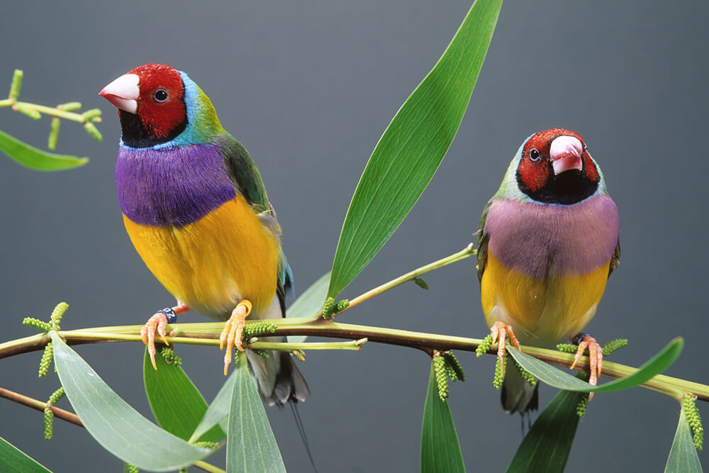 Colorful Gouldian Finches