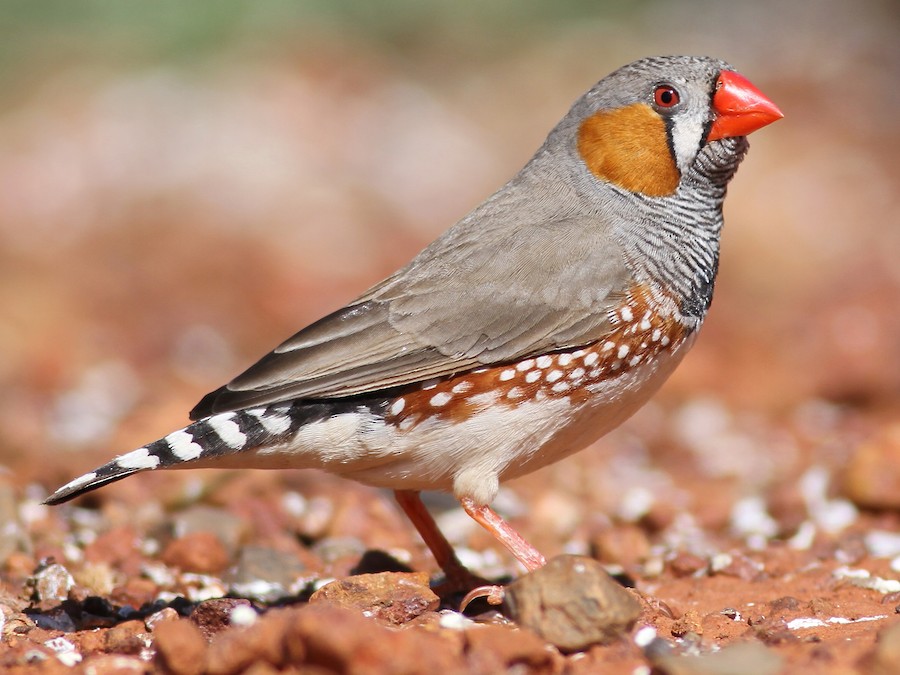 Zebra Finches on Branch
