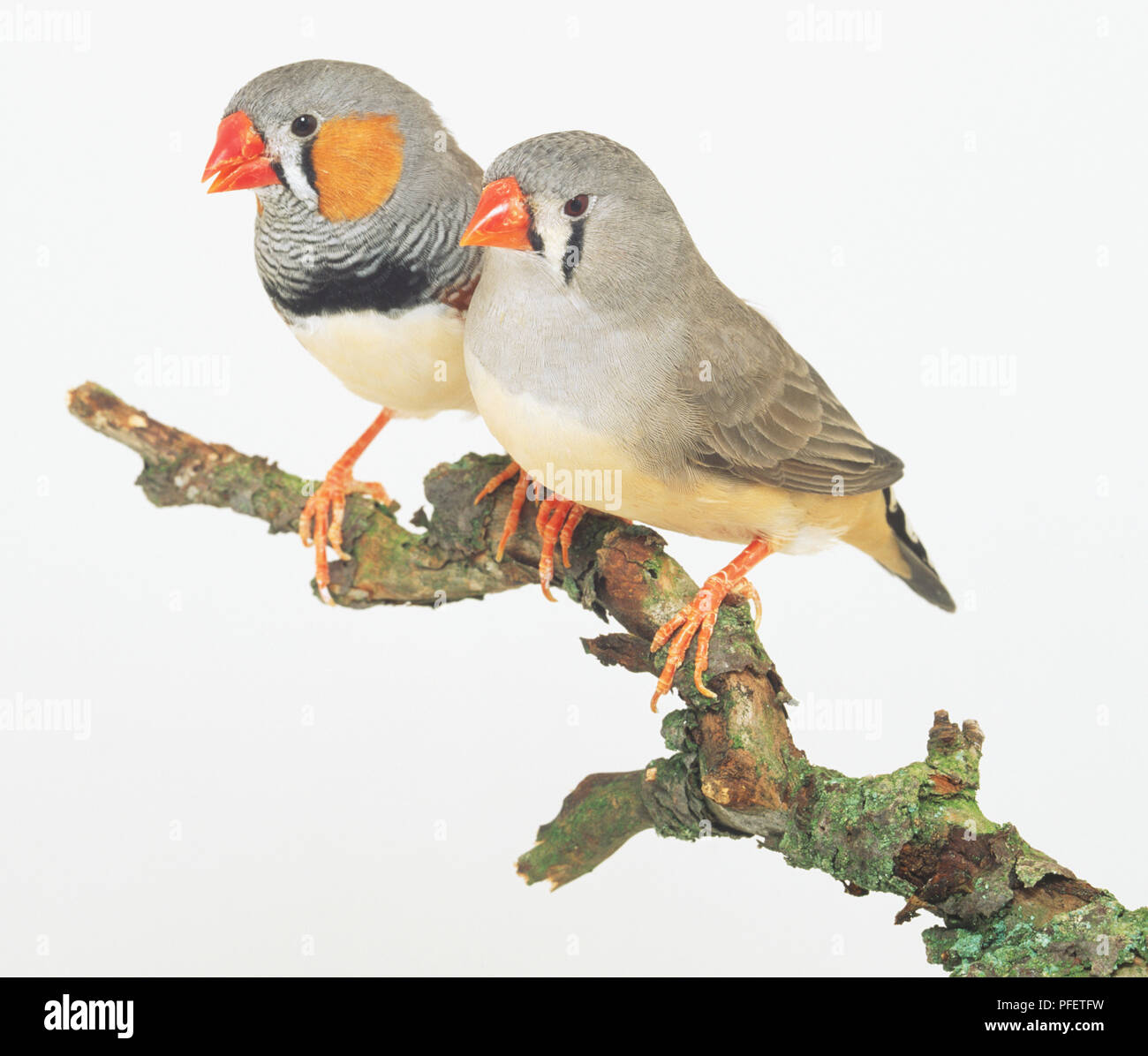 Zebra Finch Pair